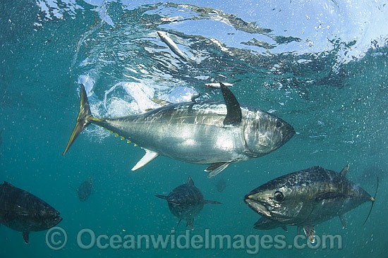 Captive Southern Bluefin Tuna (Thunnus maccoyii), held in a pen in Boston Bay in Port Lincoln, South Australia. Port Lincoln is the major hub for Southern Bluefin Tuna fishing in Australia. The species is considered critically endangered. Photo - Michael Patrick O'Neill