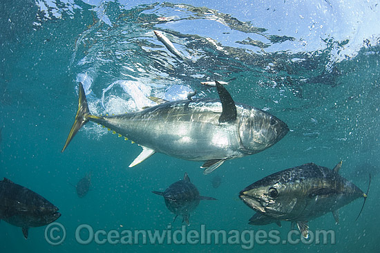 Captive Southern Bluefin Tuna photo