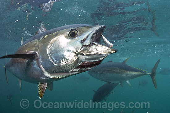 Captive Southern Bluefin Tuna photo