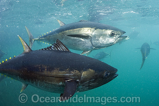 Southern Bluefin Tuna in pen photo