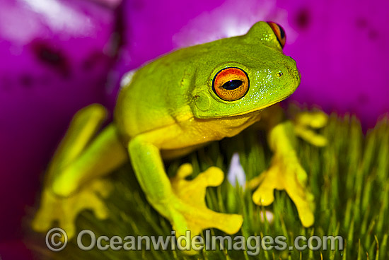 Red-eyed Tree Frog on Bromeliad photo