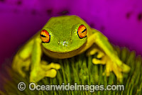 Red-eyed Tree Frog on Bromeliad Photo - Gary Bell
