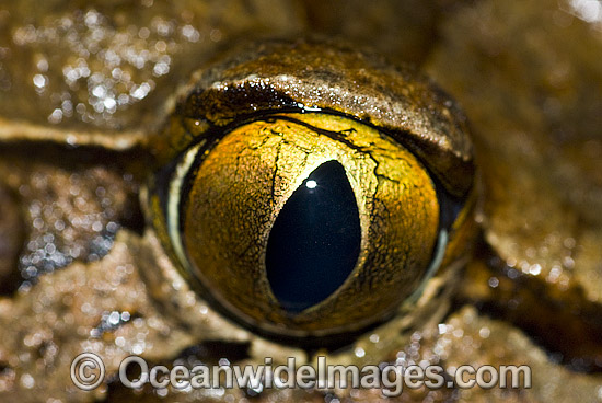 Giant Barred Frog eye photo