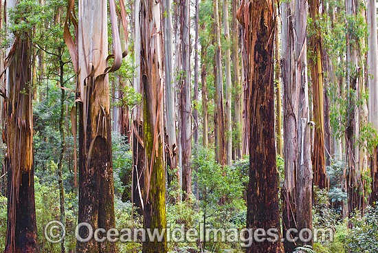 Mountain Ash (Eucalyptus regnans), temperate rainforest. Also known as Victorian Ash, Swamp Gum, Tasmanian Oak and Stringy Gum. Photo taken at Dandenong Rangers National Park, Victoria, Australia. Photo - Gary Bell