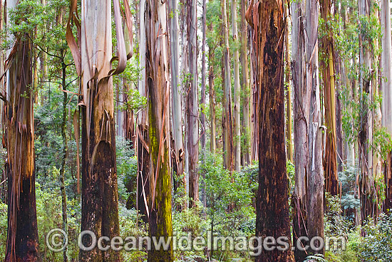 Mountain Ash Rainforest Dandenong photo