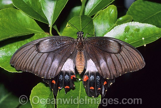 Orchard Swallowtail Butterfly Papilio aegeus photo