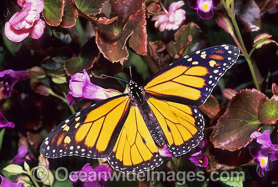 Wanderer Butterfly on flower photo