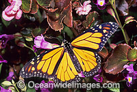 Wanderer Butterfly on flower Photo - Gary Bell