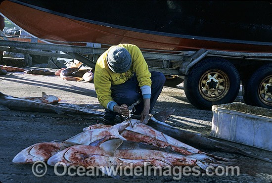 Fisherman with dead caught Sharks. South Africa Photo - Gary Bell