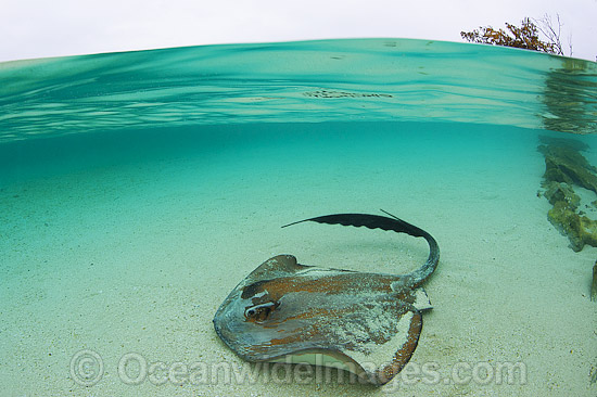 Cowtail Stingray Pastinachus sephen photo