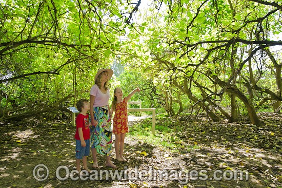 Children with parent, exploring a tropical pisonia tree rainforest on Heron Island, situated on the Great Barrier Reef, Queensland, Australia. Photo - Gary Bell