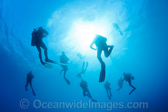 Scuba Divers doing safety stop photo