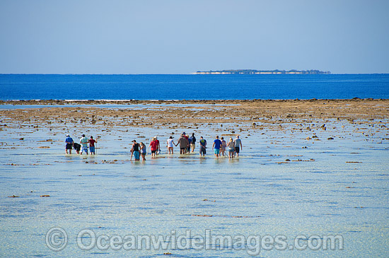 Reef walking Heron Island photo