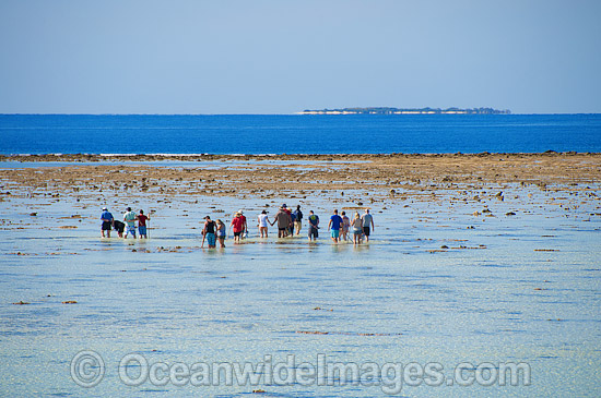 Reef walking Heron Island photo Reef walking Heron Island photo