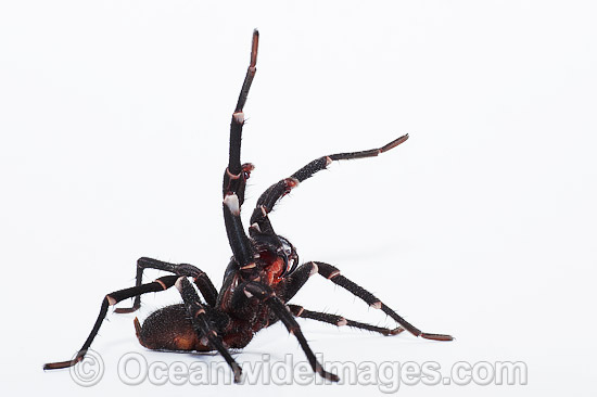 Burrowing Spider venom on fangs photo