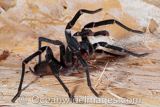 Burrowing Spider Xamiatus kia photo