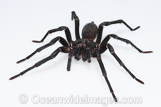 Burrowing Spider (Xamiatus kia), male. A member of the Nemesiidae family. Similar in appearance to Funnel-web Spider. Very little is known of this spider's natural history, including venom toxicity. Photo taken at Coffs Harbour, New South Wales, Australia Photo - Gary Bell
