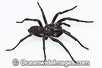 Burrowing Spider Xamiatus kia Photo - Gary Bell