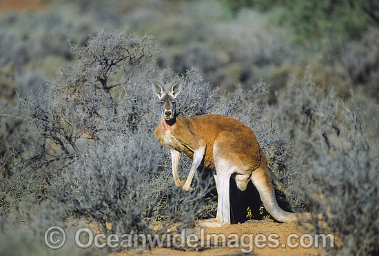 Red Kangaroo (Macropus rufus) - male. Photo taken at Kinchega National Park, Western New South Wales, Australia Photo - Gary Bell
