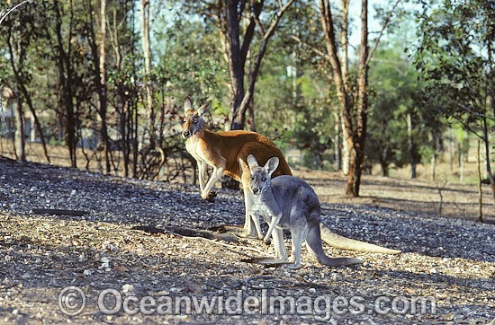Red Kangaroo (Macropus rufus) - male and female. Found in open woodland, grassland and desert over most of central and western Australia. Photo - Gary Bell
