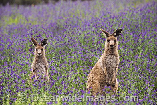 Eastern Grey Kangaroo (Macropus giganteus), pair in a field of wildflowers. Warrumbungle National Park, New South Wales, Australia. Photo - Gary Bell