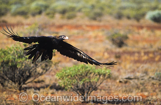 Wedge-tailed Eagle in flight photo Wedge-tailed Eagle in flight photo