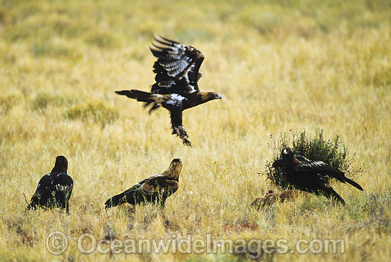 Wedge-tailed Eagle feeding on carcass photo Wedge-tailed Eagle feeding on carcass photo