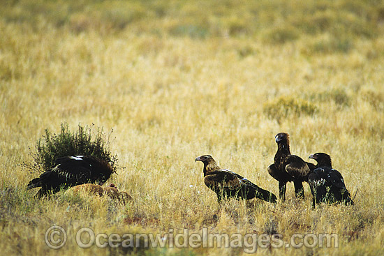 Wedge-tailed Eagles (Aquila audax) feeding on a Red Kangaroo carcass. Photo taken in Central Australia. Photo - Gary Bell
