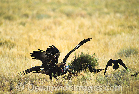 Wedge-tailed Eagles (Aquila audax) and Australian Raven (Corvus coronoides), feeding on a Red Kangaroo carcass. Photo taken in Central Australia. Photo - Gary Bell Wedge-tailed Eagles (Aquila audax) and Australian Raven (Corvus coronoides), feeding on a Red Kangaroo carcass. Photo taken in Central Australia. Photo - Gary Bell