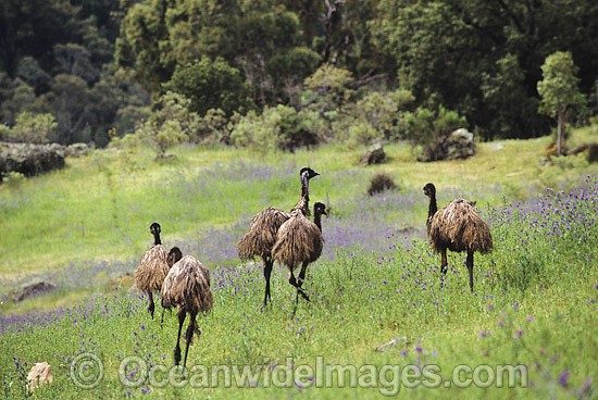 Flock of Emus in Australia photo