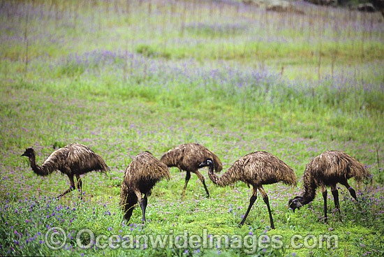 Emus at Warrenbungles National Park photo
