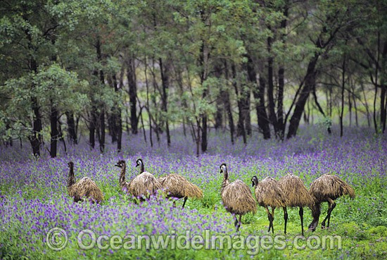 Emus at Warrenbungles National Park photo