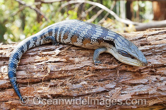 Eastern Blue-tongue Lizard (Tiliqua scincoides). Found in a wide variety of habitats from south-eastern SA, Vic, eastern NSW, Qld and NT. Photo was taken in the Boambee State Forest, near Coffs Harbour, NSW, Australia. Photo - Gary Bell