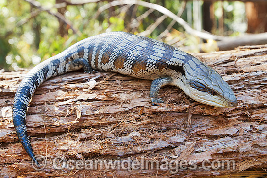 Eastern Blue-tongue Lizard (Tiliqua scincoides). Found in a wide variety of habitats from south-eastern SA, Vic, eastern NSW, Qld and NT. Photo was taken in the Boambee State Forest, near Coffs Harbour, NSW, Australia. Photo - Gary Bell Eastern Blue-tongue Lizard (Tiliqua scincoides). Found in a wide variety of habitats from south-eastern SA, Vic, eastern NSW, Qld and NT. Photo was taken in the Boambee State Forest, near Coffs Harbour, NSW, Australia. Photo - Gary Bell