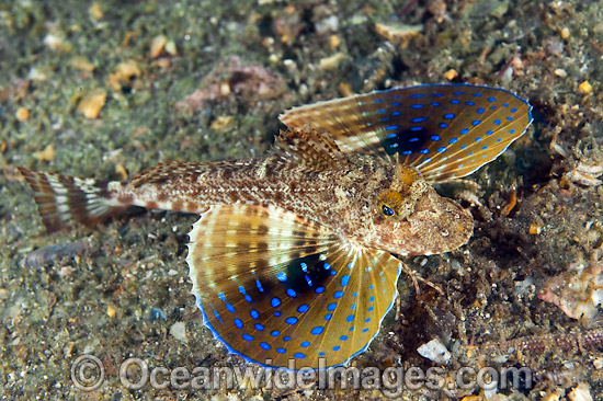 Blue Spotted Sea Robin Prionotus roseus photo