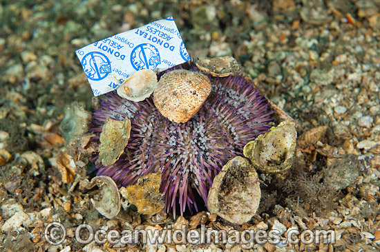 Sea Urchin with rubbish attached photo Sea Urchin with rubbish attached photo