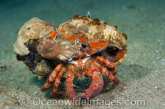Bar-Eyed Hermit Crab with sea Anemones photo