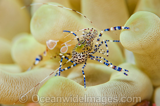 Cleaner Shrimp on Sea Anemone photo