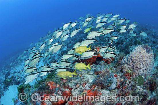 Reef Scene and schooling Cottonwick photo