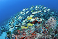Reef Scene and schooling Cottonwick Photo - Michael Patrick O'Neill