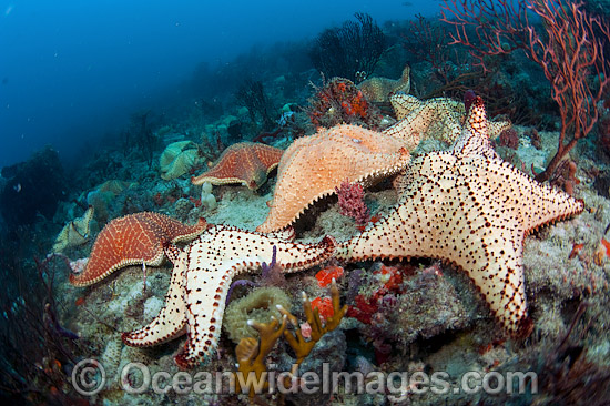 Cushion Sea Stars (Oreaster reticulatus). Photo taken off Palm Beach, Florida, USA. Photo - Michael Patrick O'Neill Cushion Sea Stars (Oreaster reticulatus). Photo taken off Palm Beach, Florida, USA. Photo - Michael Patrick O'Neill