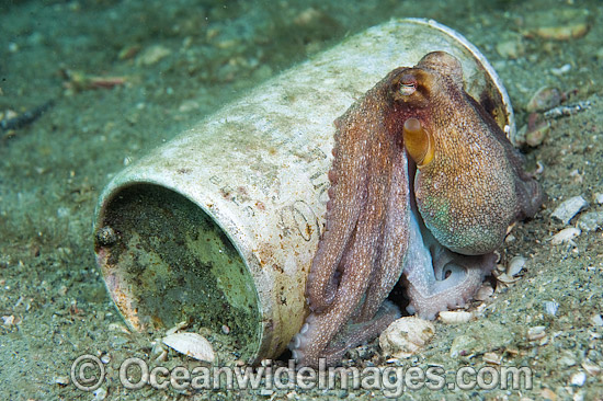 Caribbean Long Arm Octopus (Octopus defilippi), resting beside a discarded tin can. Photographed in Singer Island, Florida, USA. Photo - Michael Patrick O'Neill Caribbean Long Arm Octopus (Octopus defilippi), resting beside a discarded tin can. Photographed in Singer Island, Florida, USA. Photo - Michael Patrick O'Neill