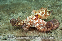 Caribbean Long Arm Octopus Photo - Michael Patrick O'Neill