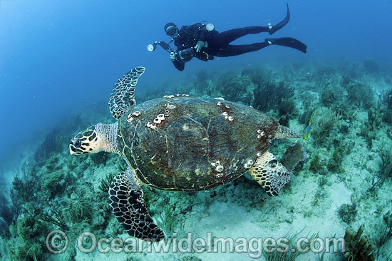 Scuba diver observing a Hawksbill Sea Turtle (Eretmochelys imbricata). Palm Beach, Florida, USA. Found in tropical and warm temperate seas worldwide. Rare. Classified Critically Endangered species on the IUCN Red List. Photo - Michael Patrick O'Neill Scuba diver observing a Hawksbill Sea Turtle (Eretmochelys imbricata). Palm Beach, Florida, USA. Found in tropical and warm temperate seas worldwide. Rare. Classified Critically Endangered species on the IUCN Red List. Photo - Michael Patrick O'Neill