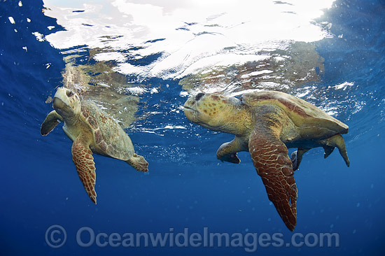 Loggerhead Sea Turtle male and female photo