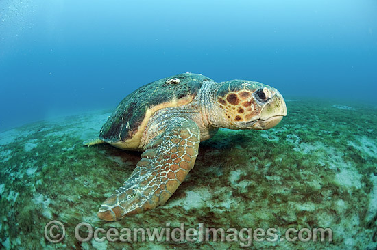 Loggerhead Sea Turtle resting on sea floor photo