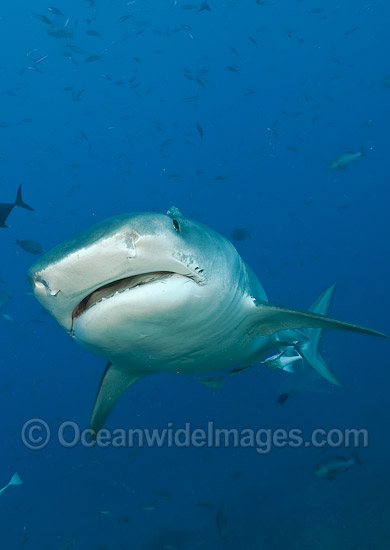 Tiger Shark Fiji photo