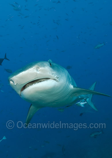 Tiger Shark (Galeocerdo cuvier). Found in tropical seas, with seasonal sightings in warm temperate areas. Photo taken at Shark Reef Marine Reserve, Viti Levu, Fiji Islands. Photo - Michael Patrick O'Neill Tiger Shark (Galeocerdo cuvier). Found in tropical seas, with seasonal sightings in warm temperate areas. Photo taken at Shark Reef Marine Reserve, Viti Levu, Fiji Islands. Photo - Michael Patrick O'Neill