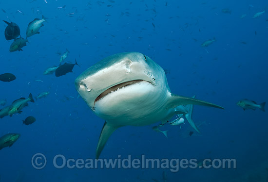 Tiger Shark (Galeocerdo cuvier). Found in tropical seas, with seasonal sightings in warm temperate areas. Photo taken at Shark Reef Marine Reserve, Viti Levu, Fiji Islands. Photo - Michael Patrick O'Neill Tiger Shark (Galeocerdo cuvier). Found in tropical seas, with seasonal sightings in warm temperate areas. Photo taken at Shark Reef Marine Reserve, Viti Levu, Fiji Islands. Photo - Michael Patrick O'Neill