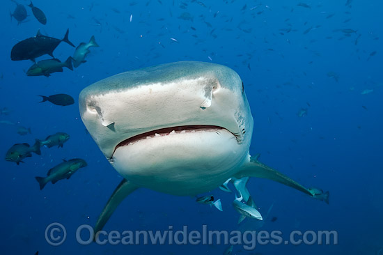 Tiger Shark (Galeocerdo cuvier). Found in tropical seas, with seasonal sightings in warm temperate areas. Photo taken at Shark Reef Marine Reserve, Viti Levu, Fiji Islands. Photo - Michael Patrick O'Neill Tiger Shark (Galeocerdo cuvier). Found in tropical seas, with seasonal sightings in warm temperate areas. Photo taken at Shark Reef Marine Reserve, Viti Levu, Fiji Islands. Photo - Michael Patrick O'Neill